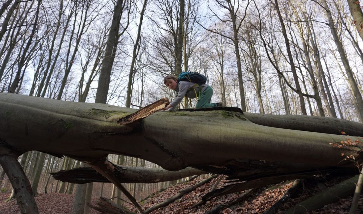 Kids-Dagtocht: Het Zoniënwoud en Ter Kamerenbos (12,4 km)