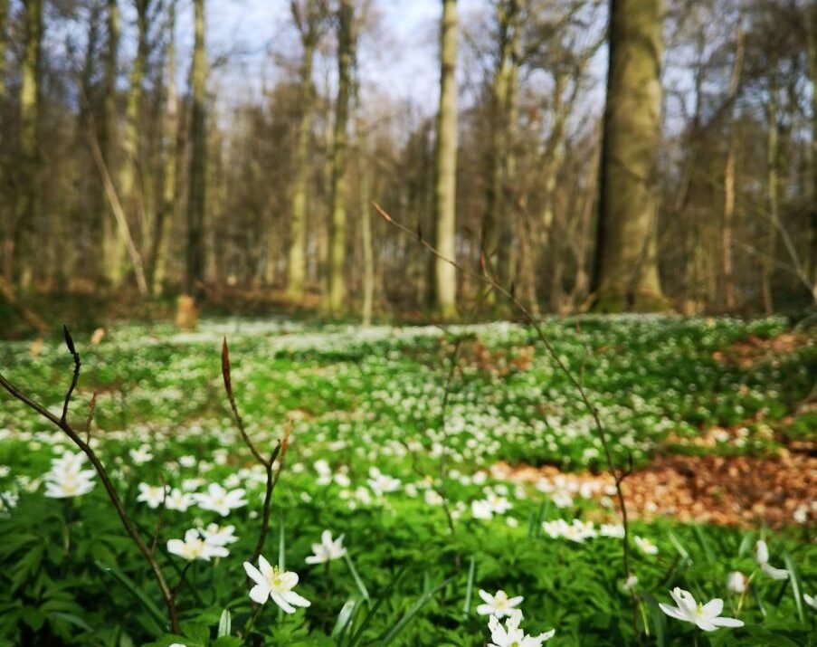 Dagtocht: De groene Brusselse rand bij Linkebeek en Beersel (16,5 km)