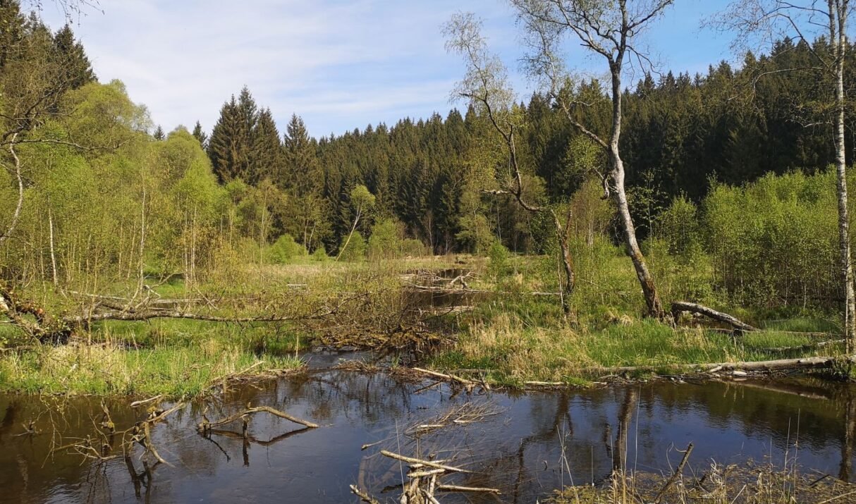 Dagtocht: De slag om het tweelingdorp Krinkelt-Rocherath (27,8 km)