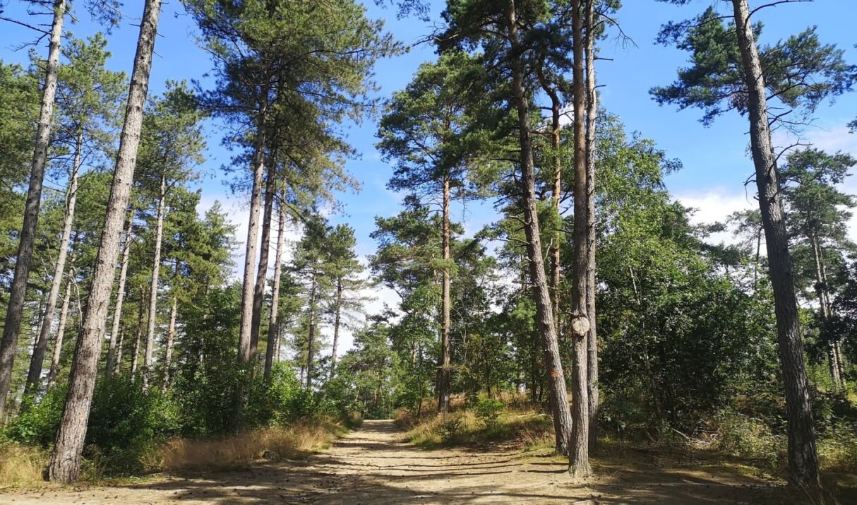 Dagtocht: De Kempense Heuvelrug en het Olens Broek (18,3 km)