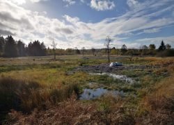 IMG_20201103_131333