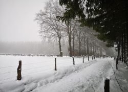 IMG_20210112_101244