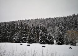 IMG_20210116_112124